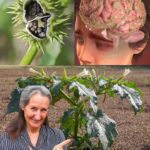 Méthodes faciles pour bouturer avec succès un Sansevieria