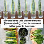 Connaissez-vous la pomme de barbarie ?