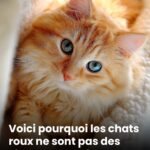 Aiguisez votre esprit avec ce simple défi
