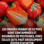 Le premier animal que vous verrez sur cette image révélera qui vous êtes !