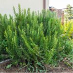 Ce légume aide à récupérer la vision et nettoie la graisse du côlon et du foie. Je donne la recette avec un simple OK