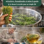 8 raisons de laisser pousser le pourpier dans votre jardin