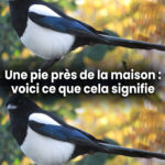 Test psychologique : ce que vous voyez en premier en dit long sur vous !